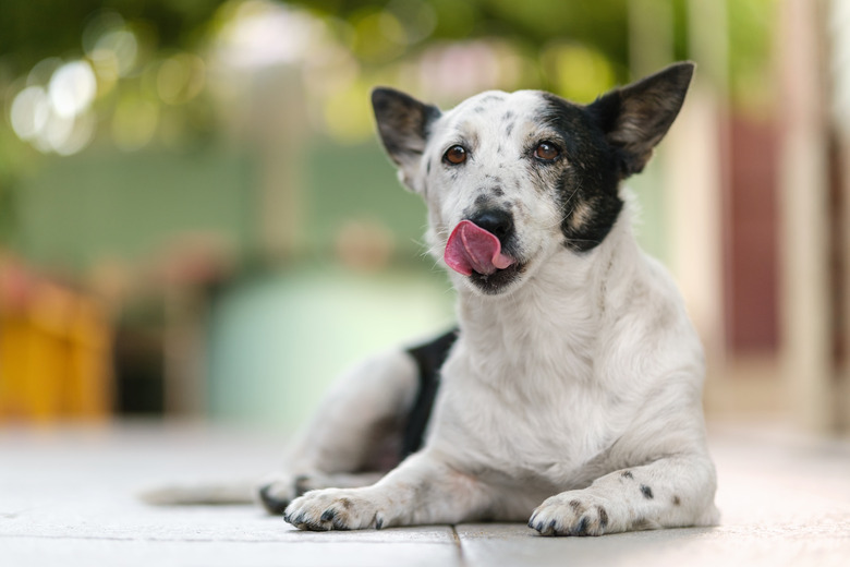 A mixed-breed dog with pointy ears is lying on the ground and licking their nose after eating