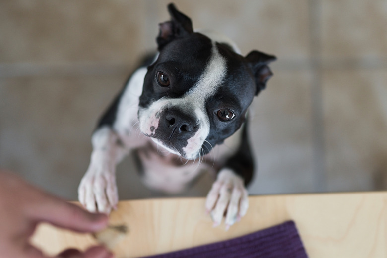 Boston Terrier begging for dog treat