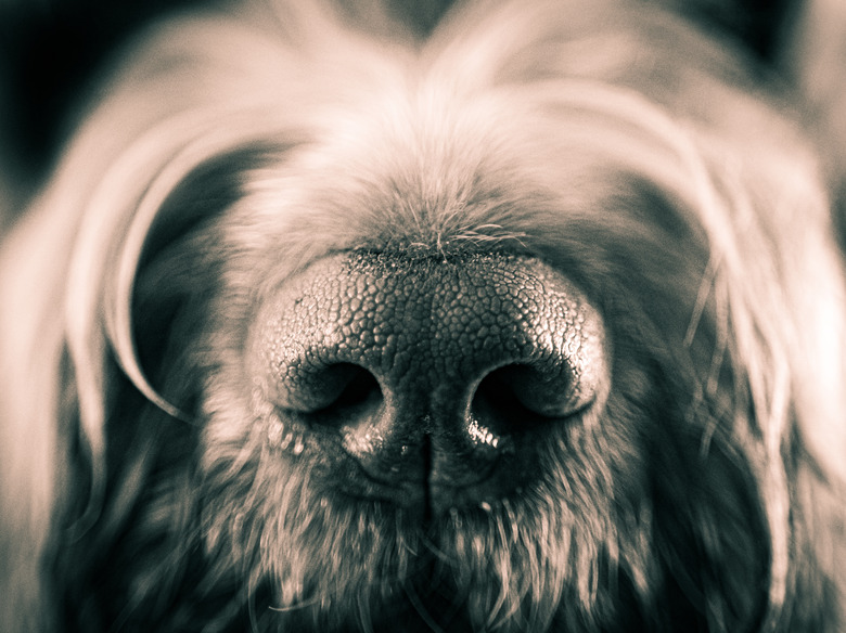 Closeup of dog's nose in black and white