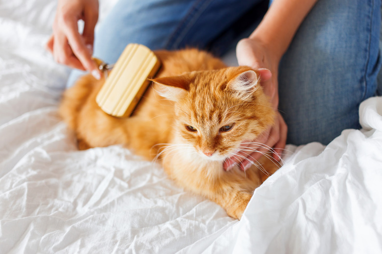 Woman combs a dozing cat