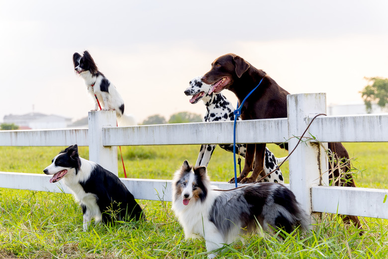 Group of different type dogs stand near garden fence as line formation and look forward with sun light and grass field.