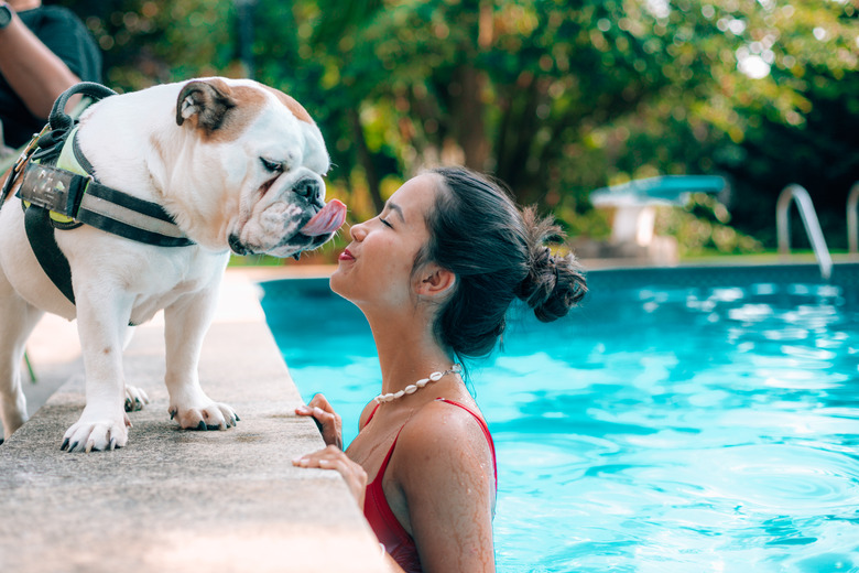 a girl kissing english bulldog at poolside