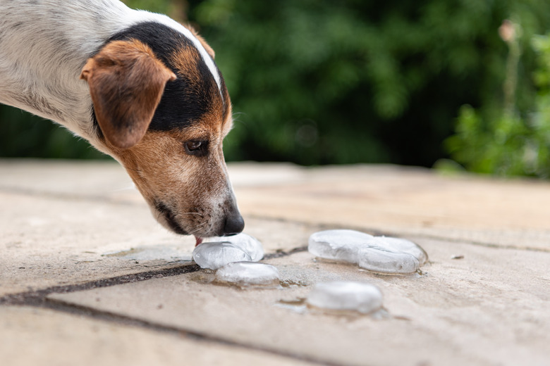 cute small dog eating ice cubes outside