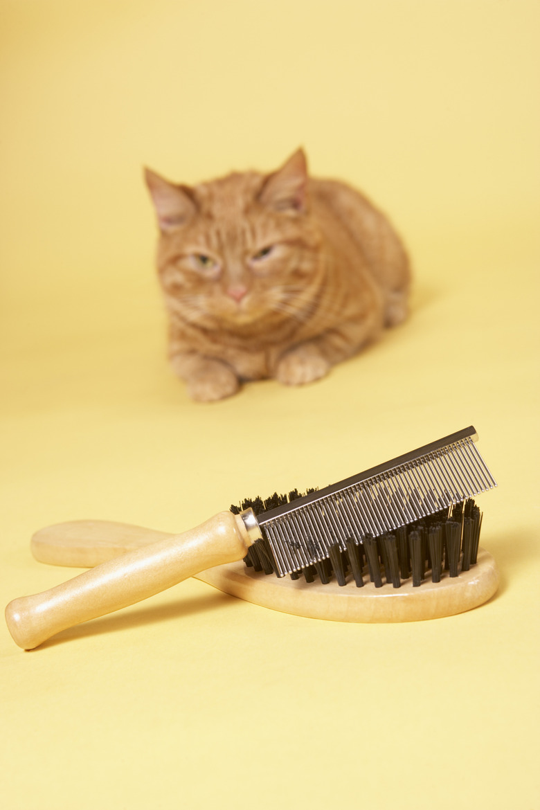 Orange cat in background with grooming brush