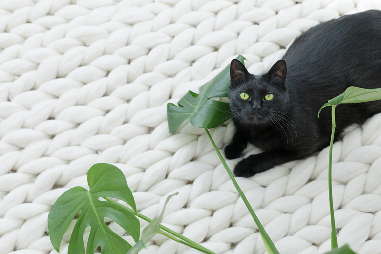 Black cat relaxing on white knitted blanket with monstera leaves.