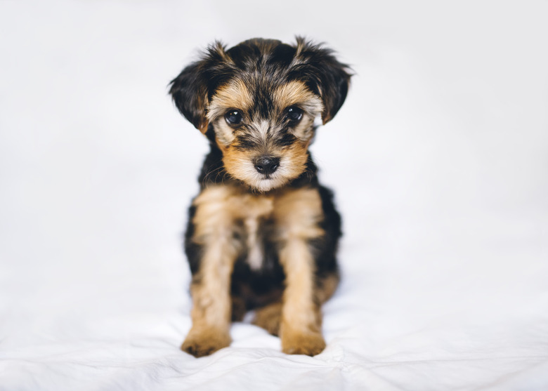 Cute Yorkiepoo Puppy