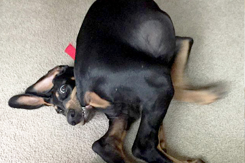 dogs who have a complicated relationship with their tail