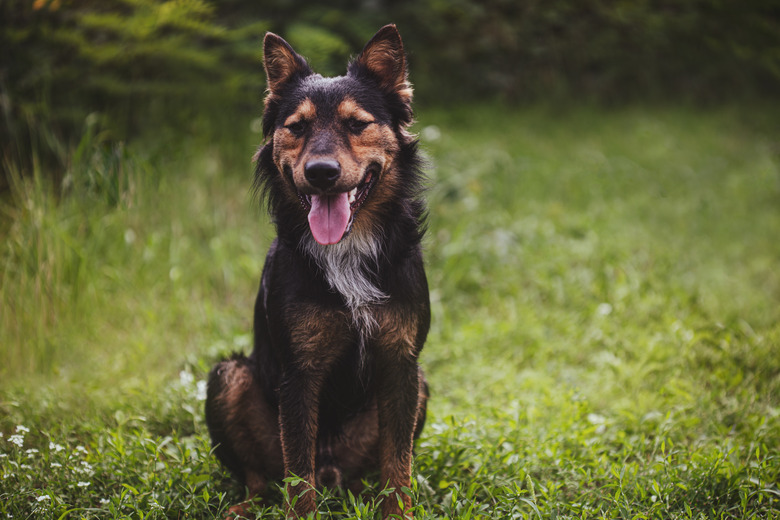 A mixed race dog stands happily in a green grass