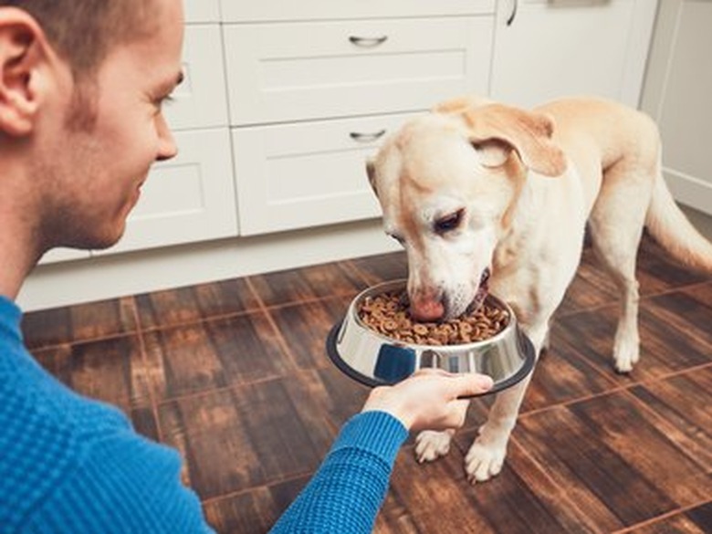 Close-Up Of Man Feeding Dog At Home