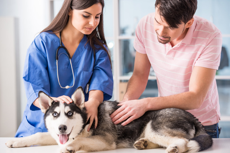 Veterinarian