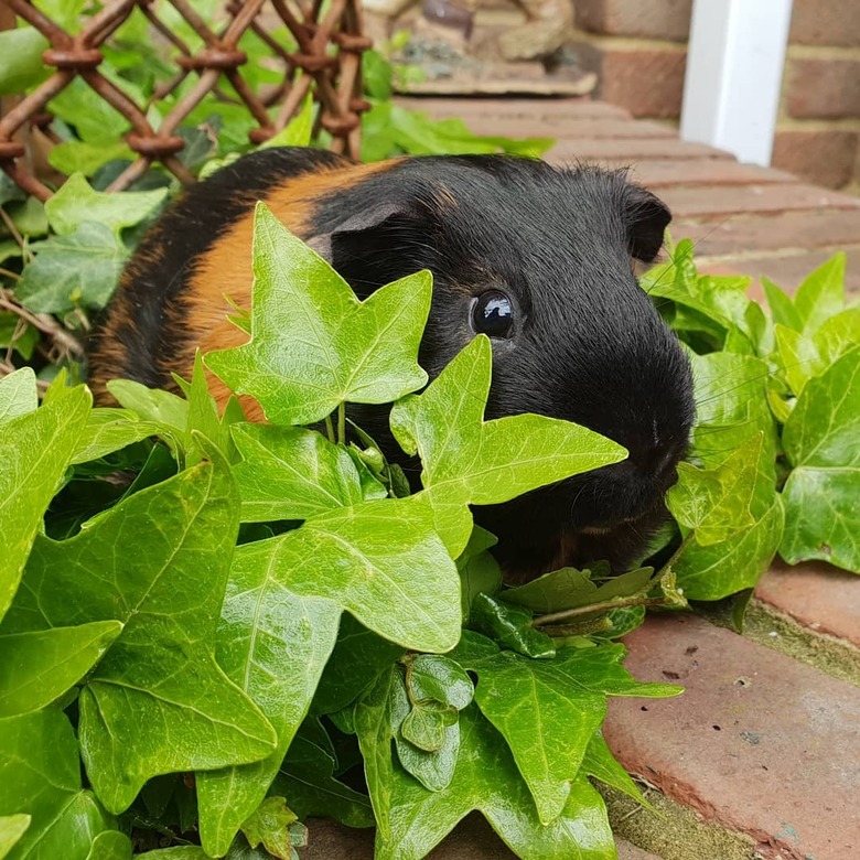 180 names for guinea pigs