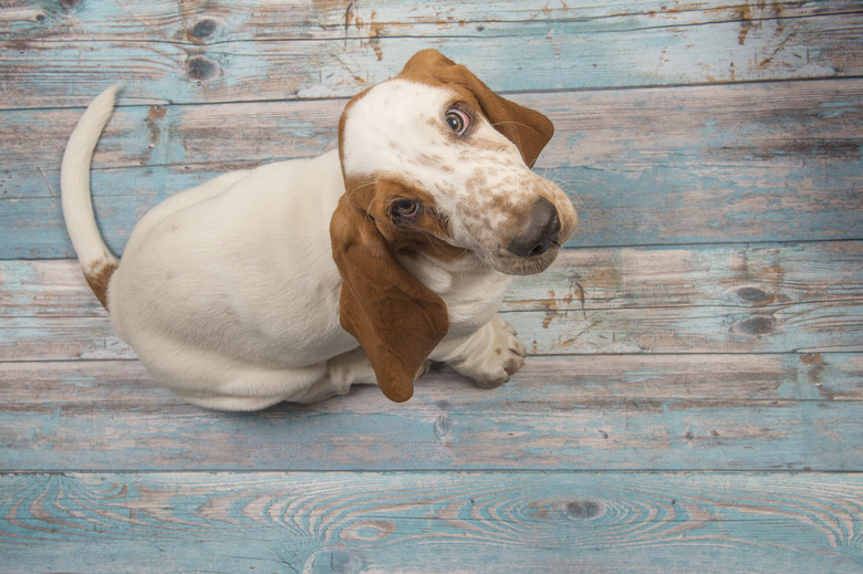 Basset hound puppy looking up sitting on a wooden blue floor