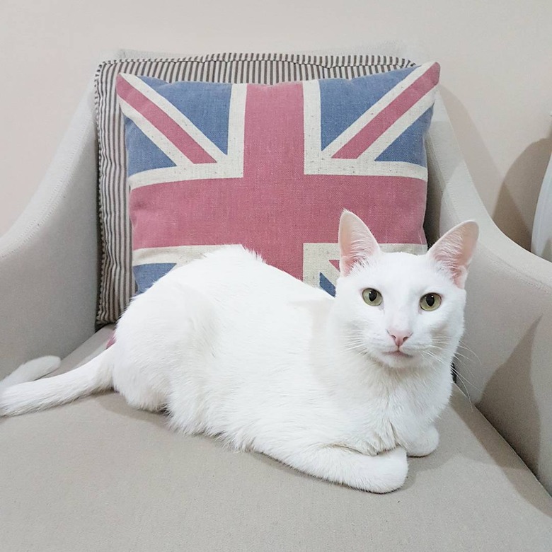 200 British names for cats