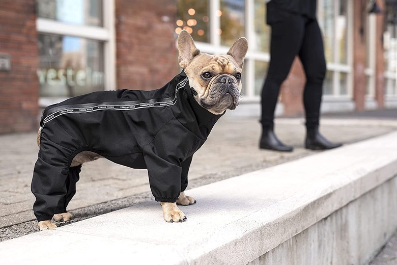 French bulldog wearing Canada Pooch dog slush suit in black.