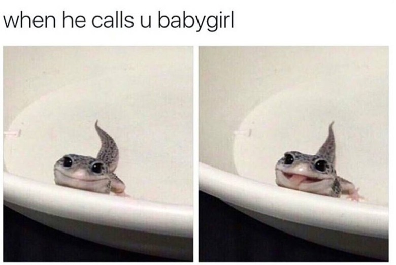 lizards can be cute too