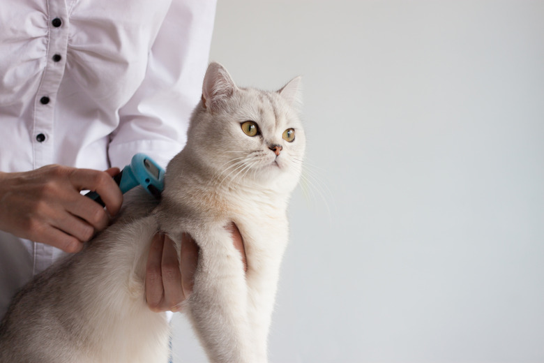 Combing the fur of a pet.