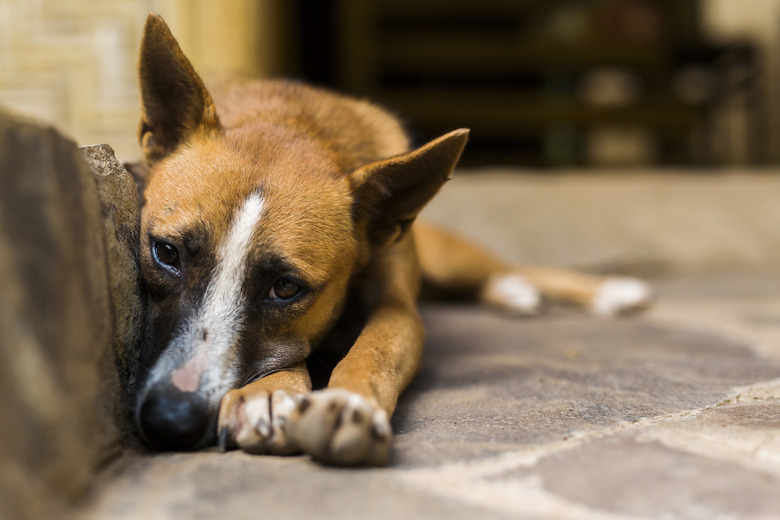 Stray dog sleeping on the stairs