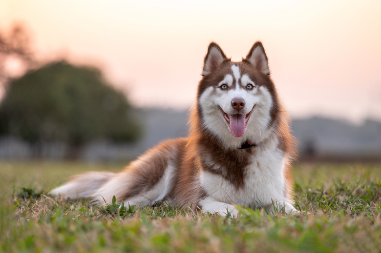 dog portrait outside at the park on summer