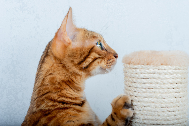 Domestic cat using a scratching post in the room, close-up