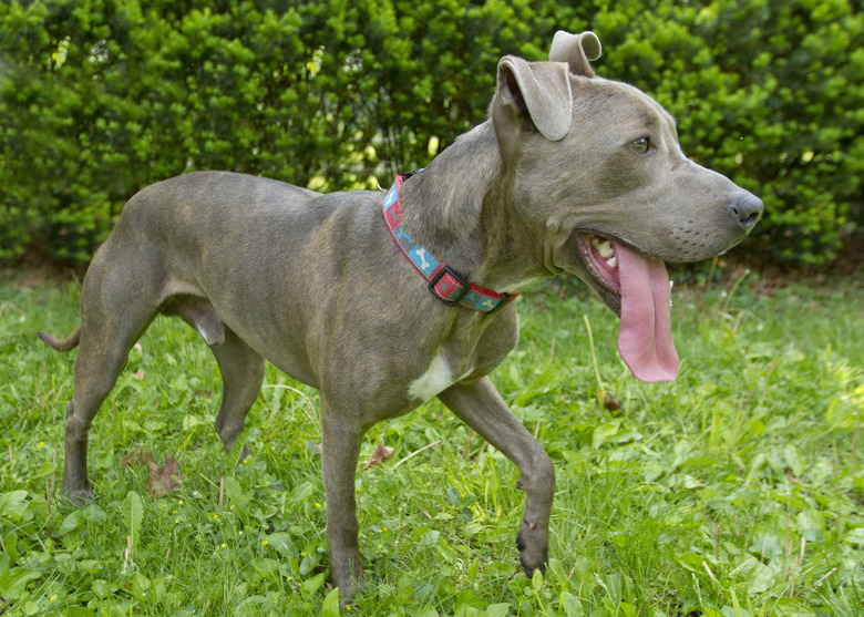 Blue nose pitbull dog