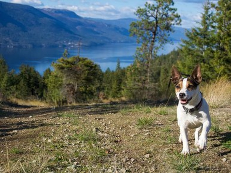 Small dog running off leash on a hiking trail with scenic lake background