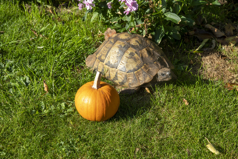 Pumpkin on a lawn with a tortoise.