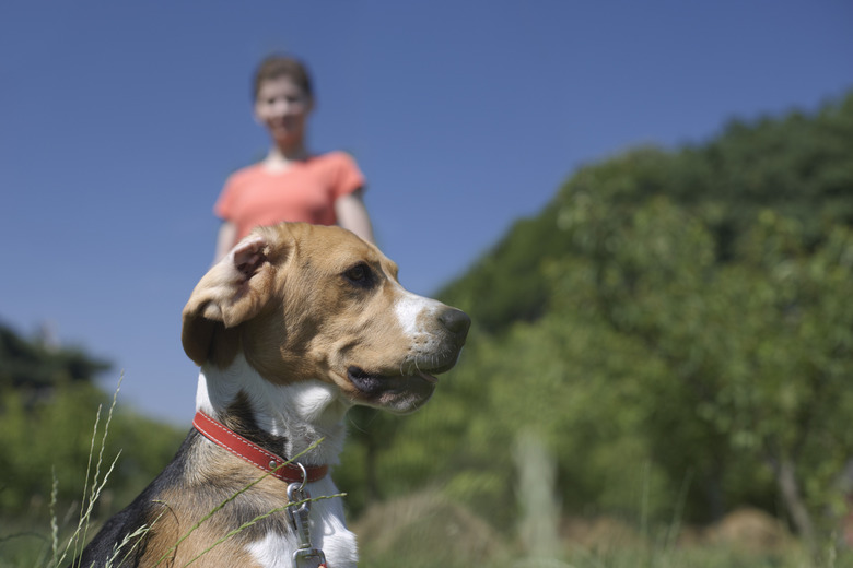 Dog and woman in field