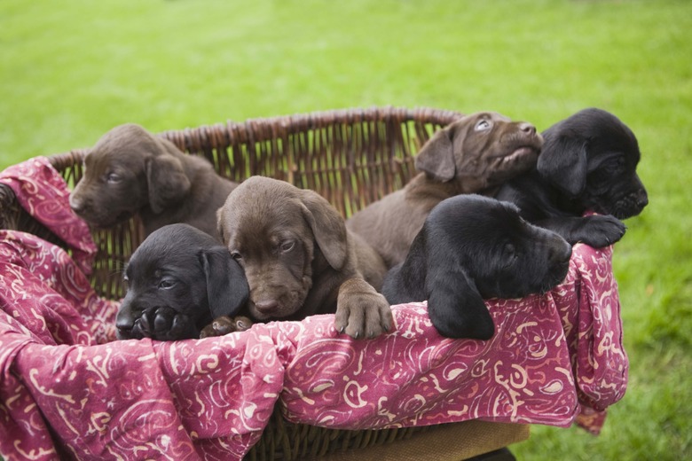 6 brown and black puppies in a basket on green grass