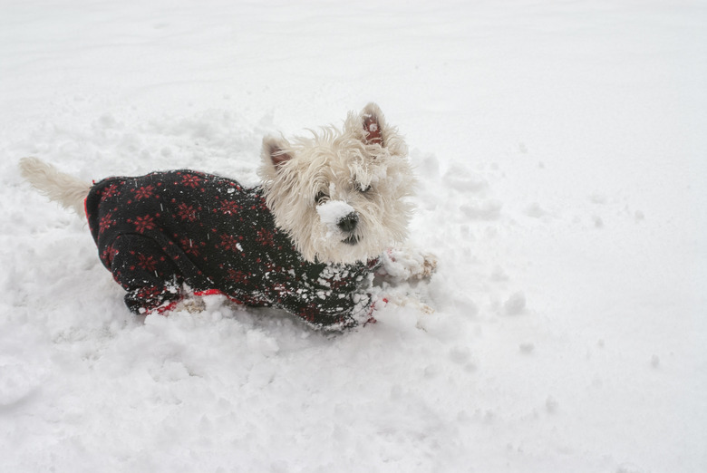 West Highland white terrier in the snow.