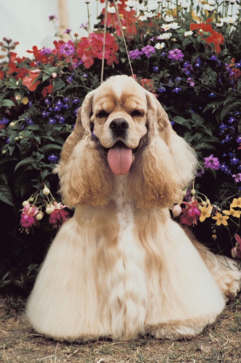 Happy long-haired dog