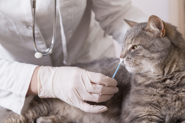 Cat at vet getting swabbed with a long Q-tip.