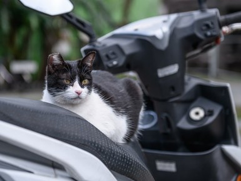 cat on a motorcycle