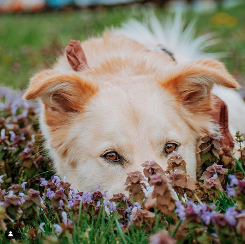 dog in a field of purple flowers