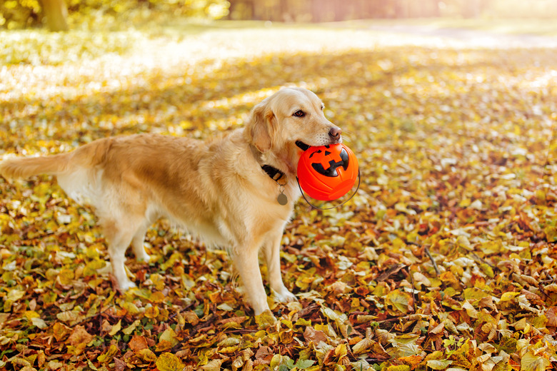 The dog brought a pumpkin-shaped basket for sweets in his teeth