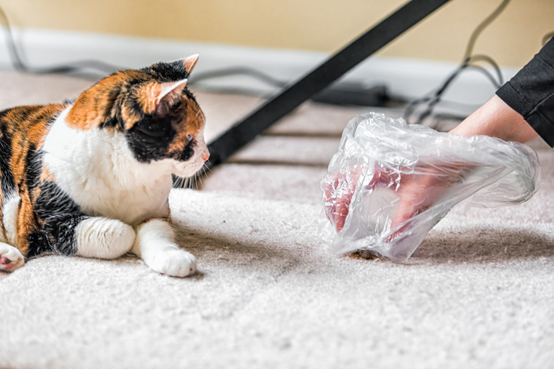 Calico cat looking at mess on carpet inside house home with hairball vomit stain and woman owner cleaning picking up waste with plastic bag funny humor of guilty animal