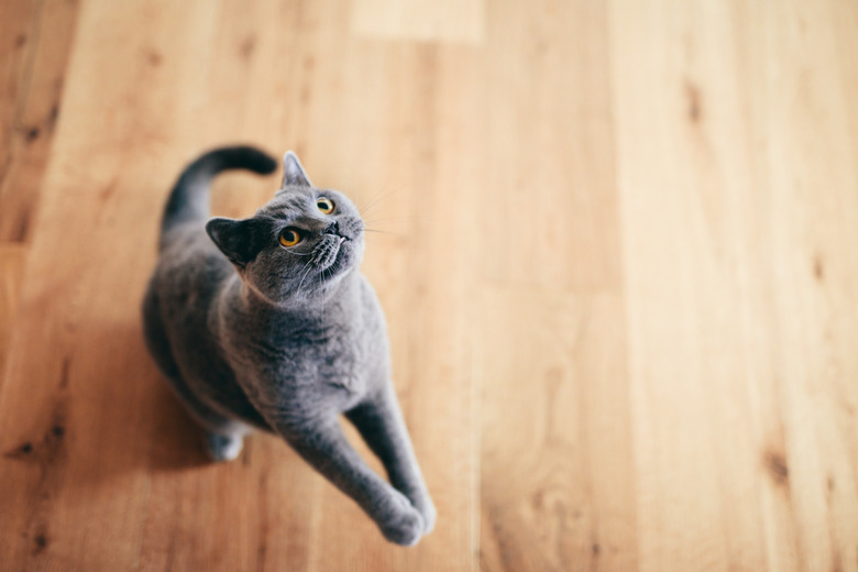 Cute British cat playing and having fun on the floor at home