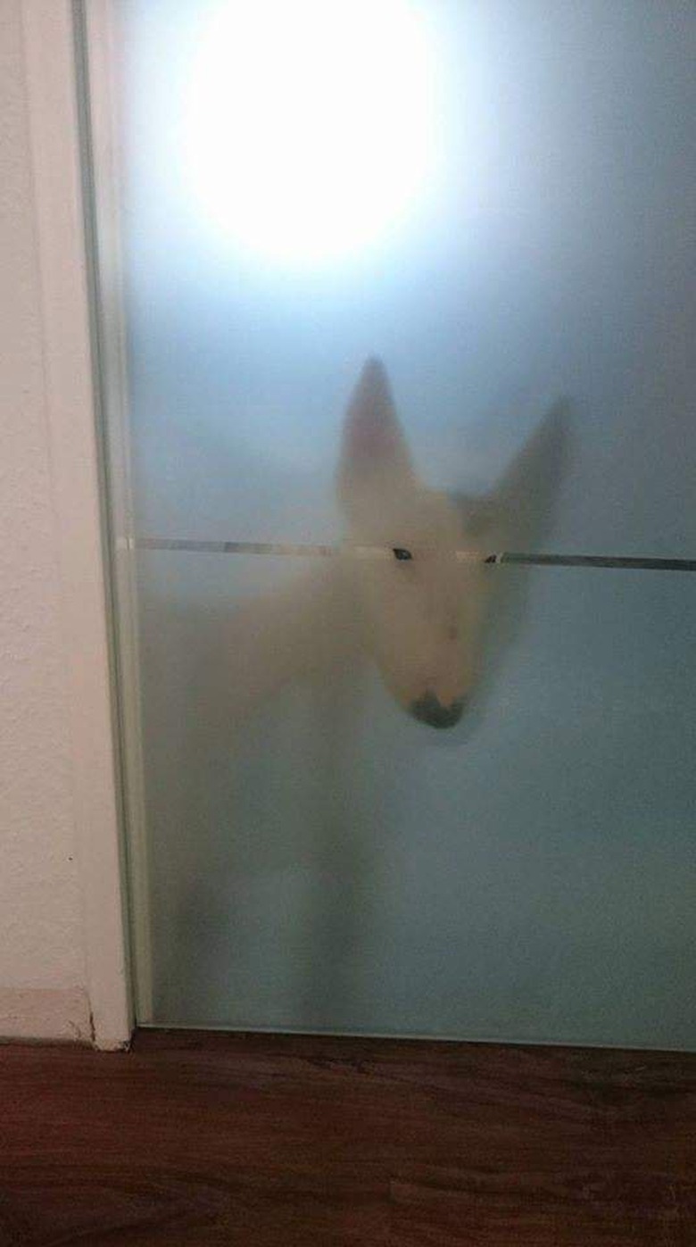 Dog behind frosted glass door