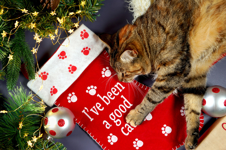 Christmas pet stocking with family cat in festive setting.