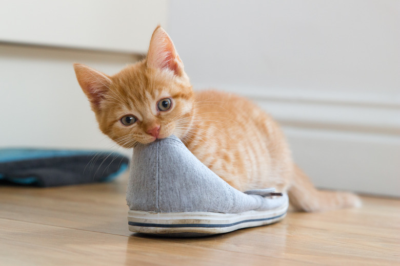 Ginger Kitten Eats Shoe