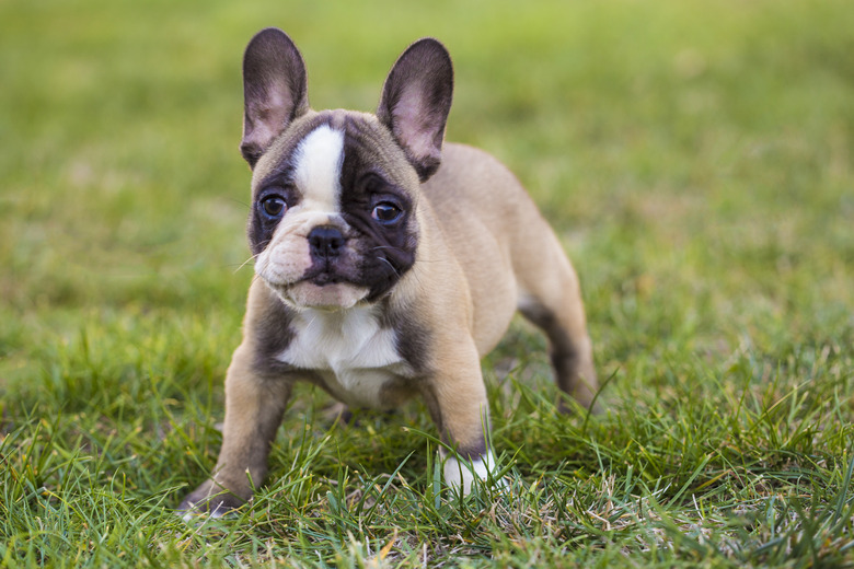 What Fruits Vegetables Can I Feed My French Bulldog Cuteness