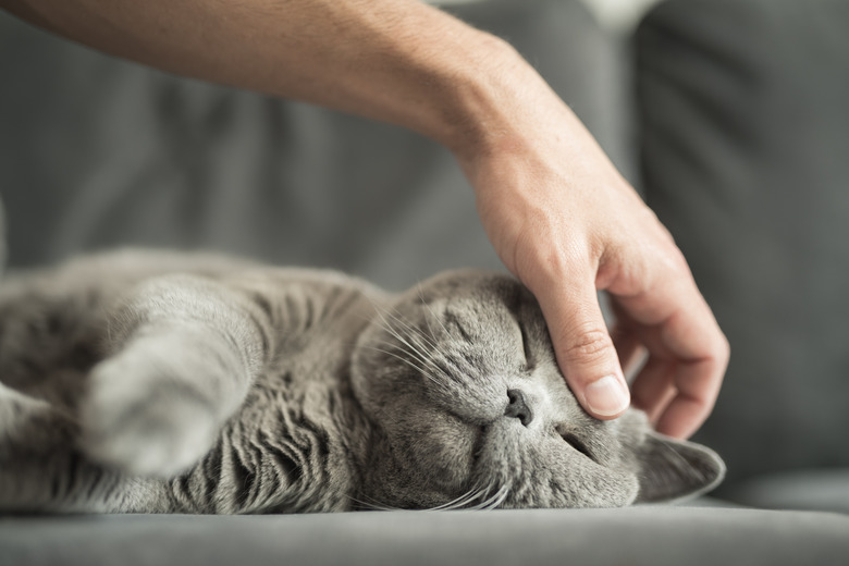 Close up of man's hand stroking a grey British Short Hair cat on head while she sleeps