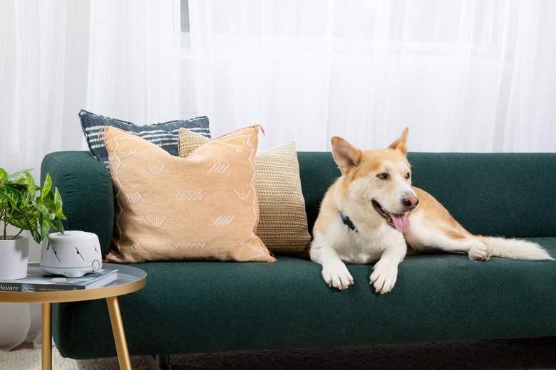 Panting dog sitting on a green couch next to a white noise machine that