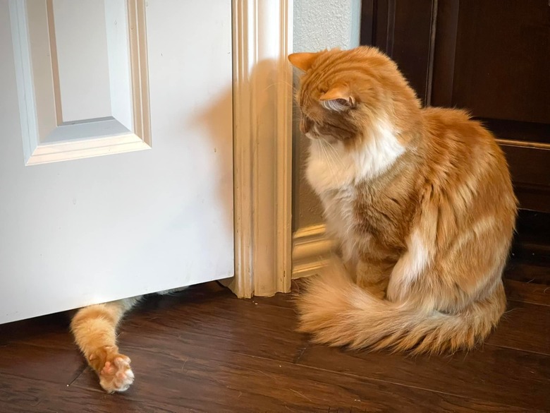 cat gets stuck in pantry