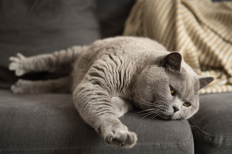 British Short Hair cat lying on couch stretching