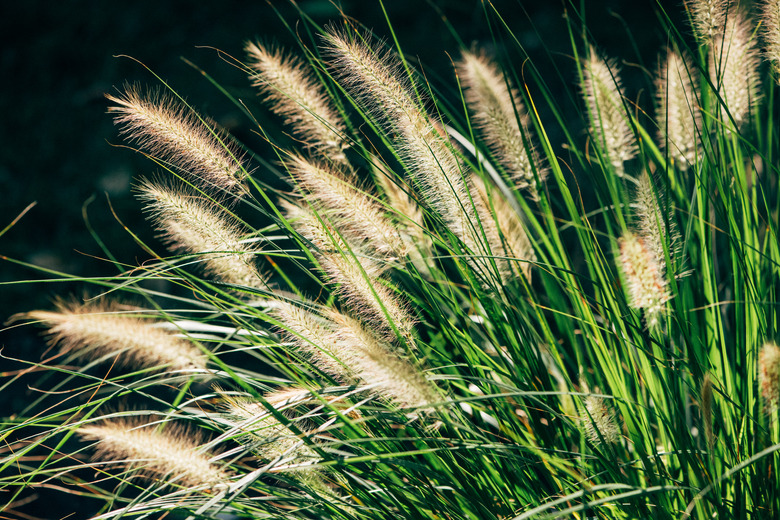 A close-up of the foxtail plant. It has multiple green stems with brown spiky seed heads at the tops of the stems.