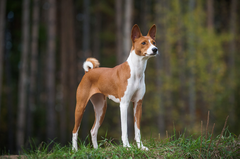 Female basenji dog