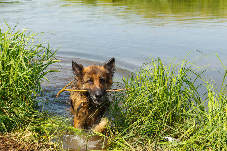 German shepherd dog