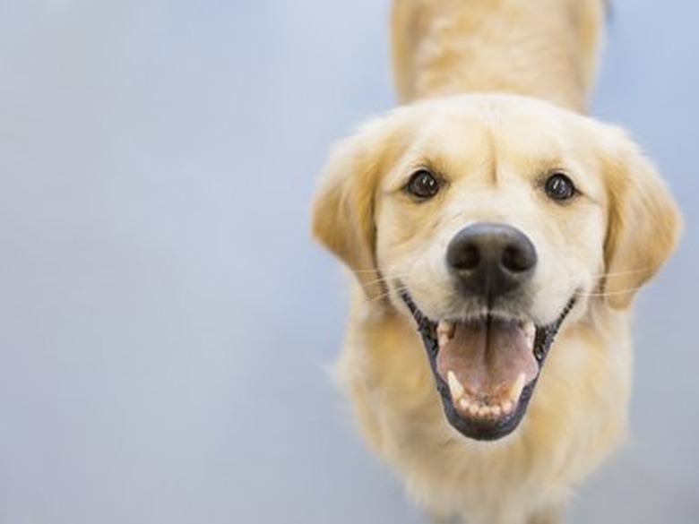 Portrait of smiling Golden Retriever