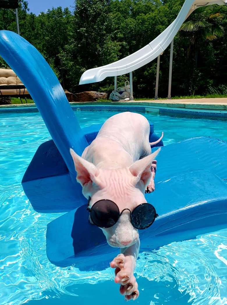 Hairless cat in sunglasses on pool float named Nudacris