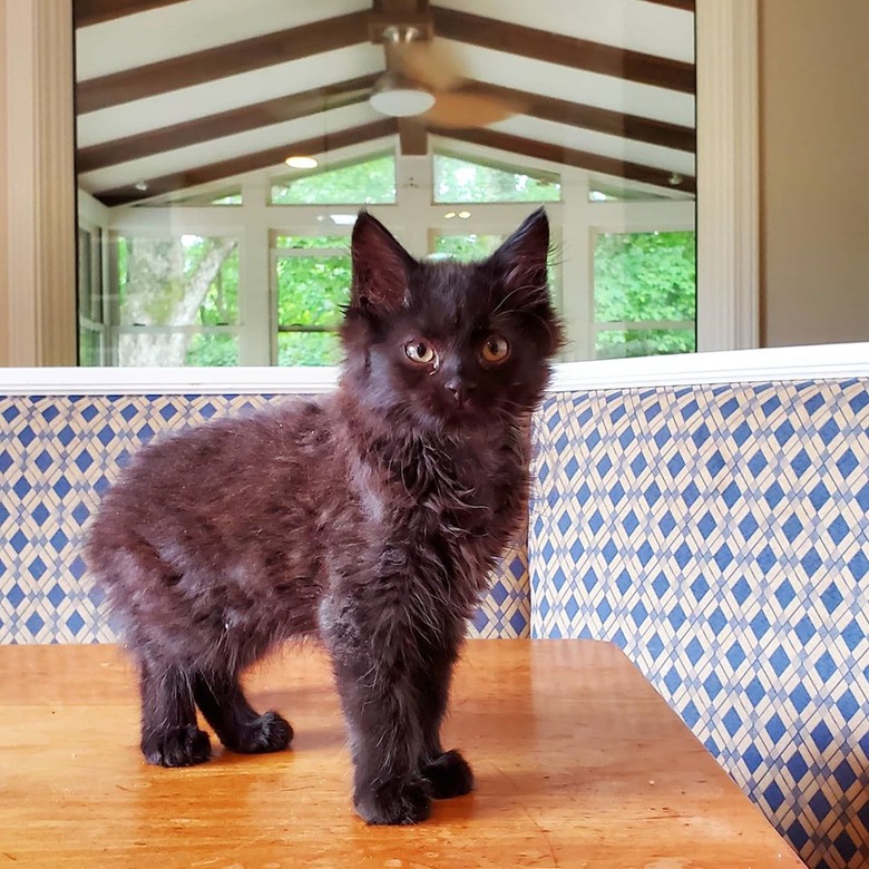 A black kitten is on a kitchen table.